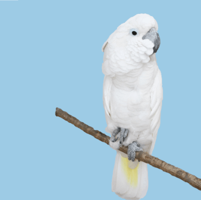 Cockatoo 408x400